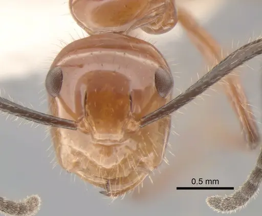 Camponotus constructor specimen CASENT0843418 image casent0843418_2