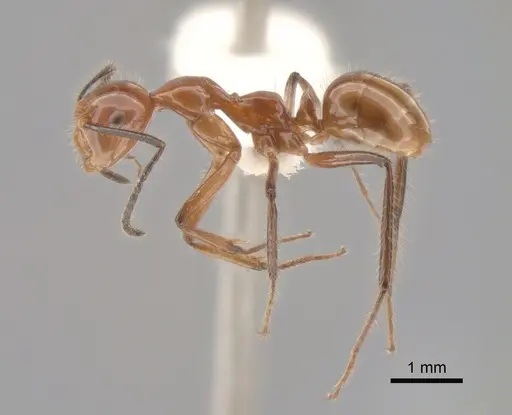 Camponotus constructor specimen CASENT0843418 image casent0843418_3