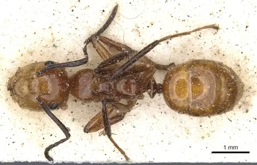 Camponotus constructor specimen CASENT0903634 image casent0903634_1