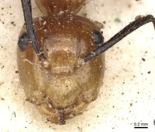 Camponotus constructor specimen CASENT0903634 image casent0903634_2
