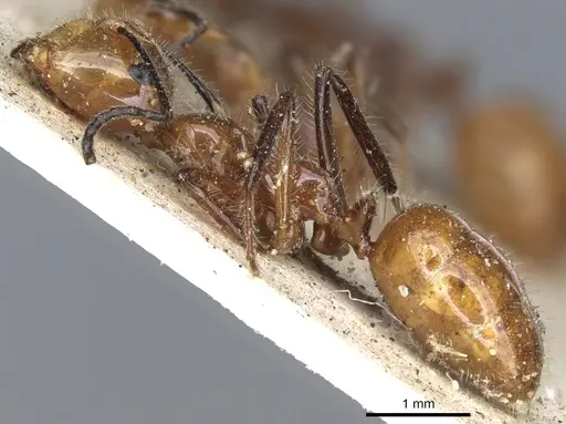 Camponotus constructor specimen CASENT0903634 image casent0903634_3