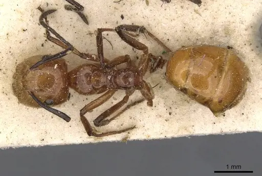 Camponotus constructor specimen CASENT0910614 image casent0910614_1