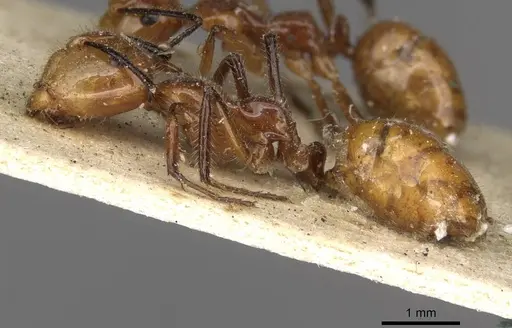 Camponotus constructor specimen CASENT0910614 image casent0910614_3