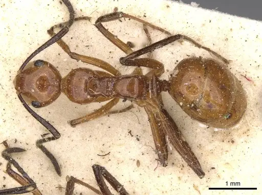 Camponotus constructor specimen CASENT0910615 image casent0910615_1
