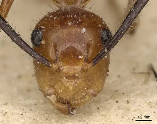 Camponotus constructor specimen CASENT0910615 image casent0910615_2