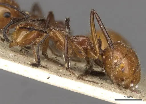Camponotus constructor specimen CASENT0910615 image casent0910615_3