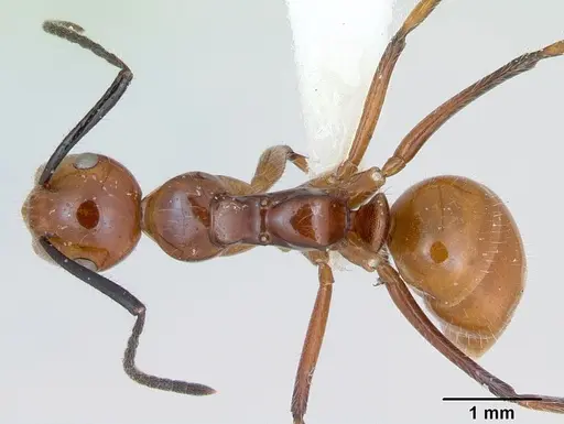 Camponotus constructor specimen INB0003662435 image inb0003662435_1