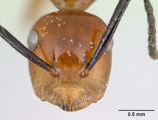 Camponotus constructor specimen INB0003662435 image inb0003662435_2