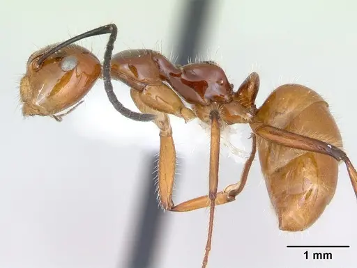 Camponotus constructor specimen INB0003662435 image inb0003662435_3