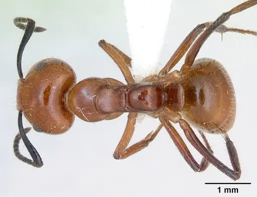 Camponotus constructor specimen INB0003662437 image inb0003662437_1