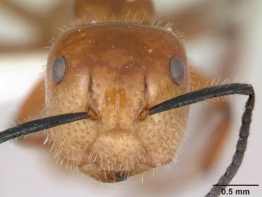 Camponotus constructor specimen INB0003662437 image inb0003662437_2