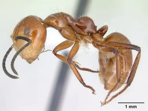 Camponotus constructor specimen INB0003662437 image inb0003662437_3