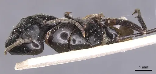 Camponotus contractus specimen CASENT0905440 image casent0905440_1