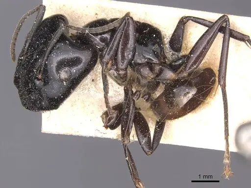 Camponotus contractus specimen CASENT0905440 image casent0905440_2