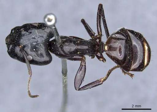 Camponotus contractus specimen CASENT0905801 image casent0905801_1