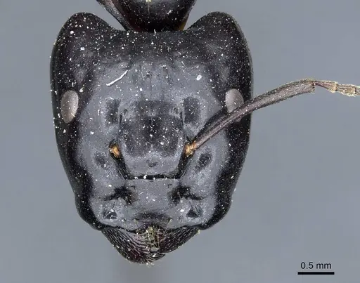 Camponotus contractus specimen CASENT0905801 image casent0905801_2