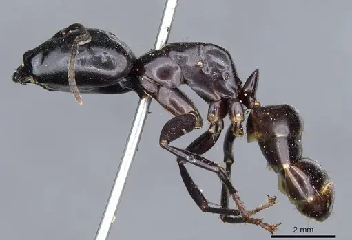 Camponotus contractus specimen CASENT0905801 image casent0905801_3
