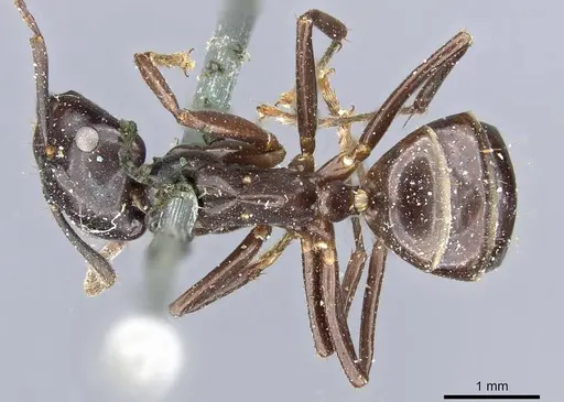 Camponotus contractus specimen CASENT0905802 image casent0905802_1