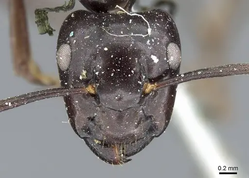 Camponotus contractus specimen CASENT0905802 image casent0905802_2
