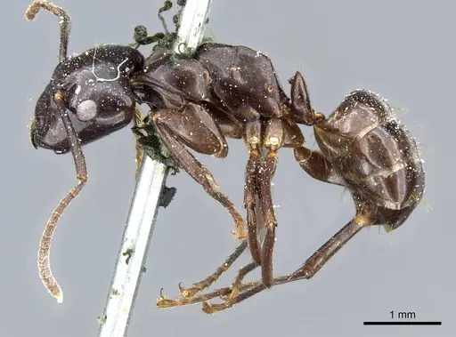 Camponotus contractus specimen CASENT0905802 image casent0905802_3