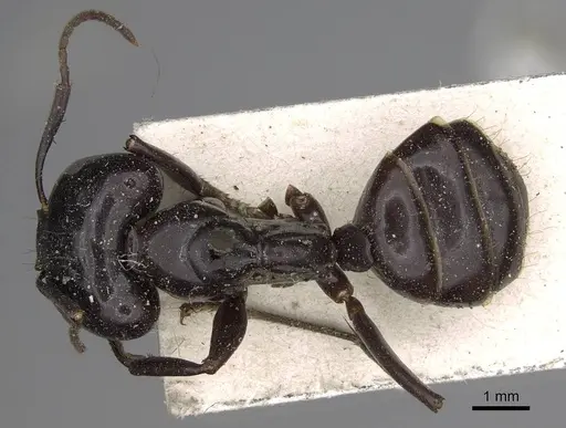 Camponotus contractus specimen CASENT0906962 image casent0906962_1
