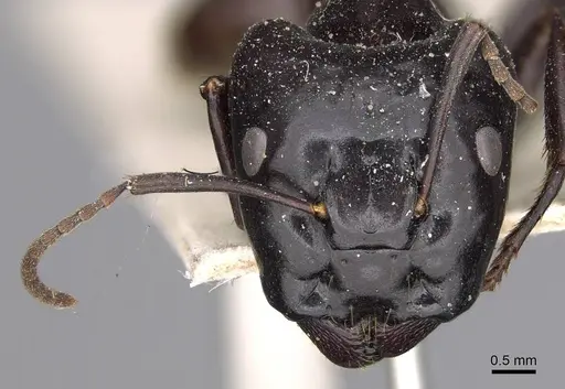 Camponotus contractus specimen CASENT0906962 image casent0906962_2