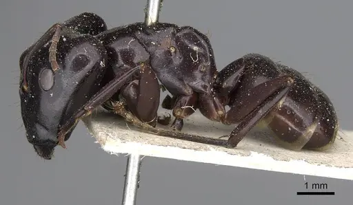 Camponotus contractus specimen CASENT0906962 image casent0906962_3