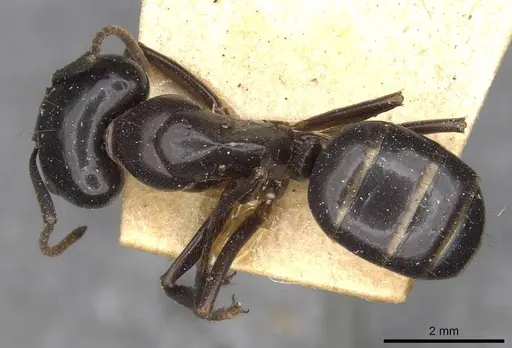 Camponotus contractus specimen CASENT0910511 image casent0910511_1