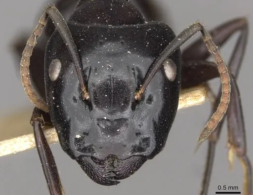 Camponotus contractus specimen CASENT0910511 image casent0910511_2
