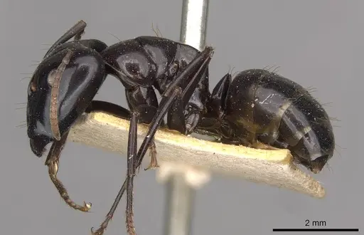 Camponotus contractus specimen CASENT0910511 image casent0910511_3