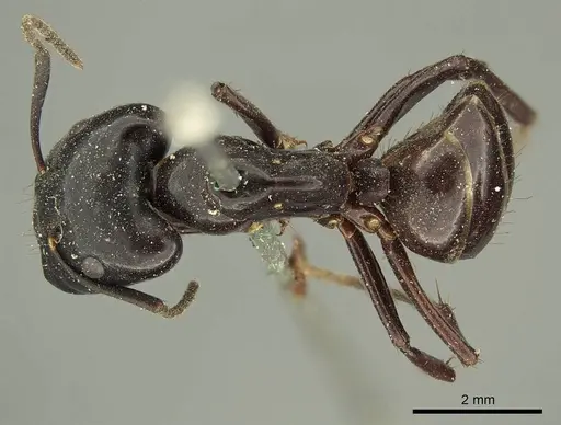 Camponotus contractus specimen CASENT0915686 image casent0915686_1