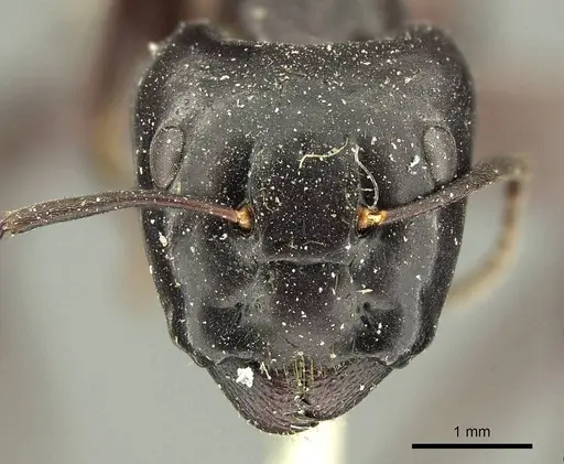 Camponotus contractus specimen CASENT0915686 image casent0915686_2