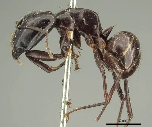 Camponotus contractus specimen CASENT0915686 image casent0915686_3