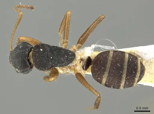 Camponotus conulus specimen CASENT0915790 image casent0915790_1