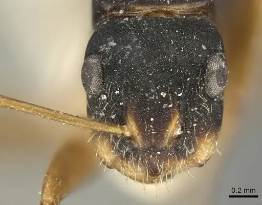 Camponotus conulus specimen CASENT0915790 image casent0915790_2