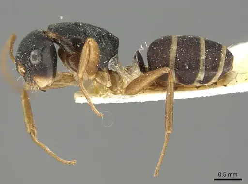 Camponotus conulus specimen CASENT0915790 image casent0915790_3