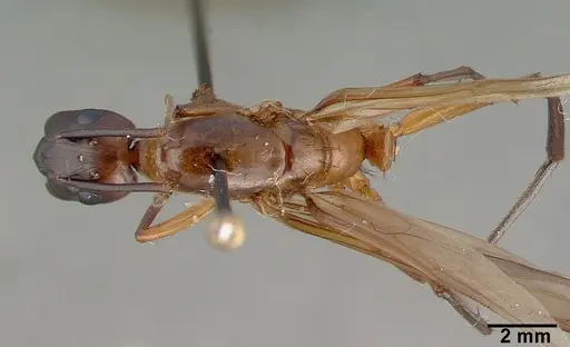 Camponotus convexiclypeus specimen CASTYPE17341 image castype17341_1