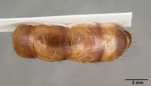 Camponotus convexiclypeus specimen CASTYPE17341 image castype17341_2