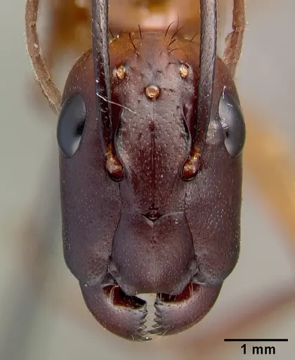 Camponotus convexiclypeus specimen CASTYPE17341 image castype17341_3