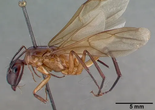 Camponotus convexiclypeus specimen CASTYPE17341 image castype17341_4