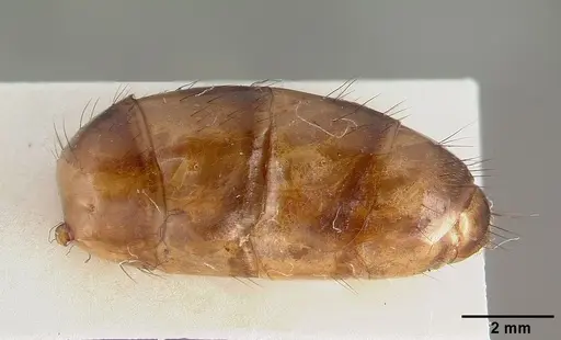 Camponotus convexiclypeus specimen CASTYPE17341 image castype17341_5