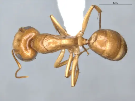 Camponotus coptobregma specimen ECOFOG-BAF19-0019-09-S image ecofog-baf19-0019-09-s_1