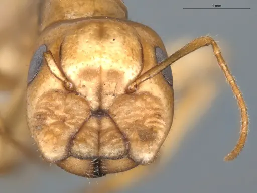 Camponotus coptobregma specimen ECOFOG-BAF19-0019-09-S image ecofog-baf19-0019-09-s_2