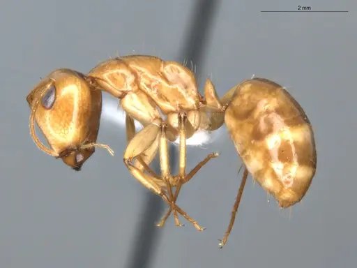 Camponotus coptobregma specimen ECOFOG-BAF19-0019-09-S image ecofog-baf19-0019-09-s_3