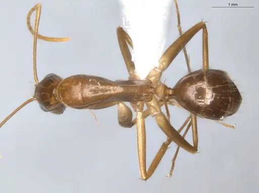 Camponotus coptobregma specimen ECOFOG-BAF19-0019-09 image ecofog-baf19-0019-09_1