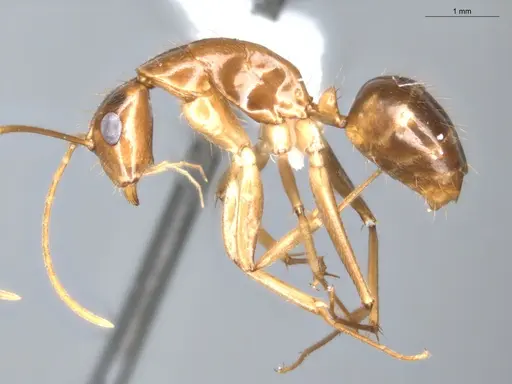 Camponotus coptobregma specimen ECOFOG-BAF19-0019-09 image ecofog-baf19-0019-09_3
