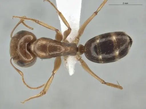 Camponotus coptobregma specimen ECOFOG-MI15-0481-10 image ecofog-mi15-0481-10_1