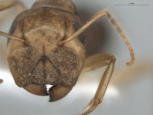 Camponotus coptobregma specimen ECOFOG-MI15-0481-10 image ecofog-mi15-0481-10_2