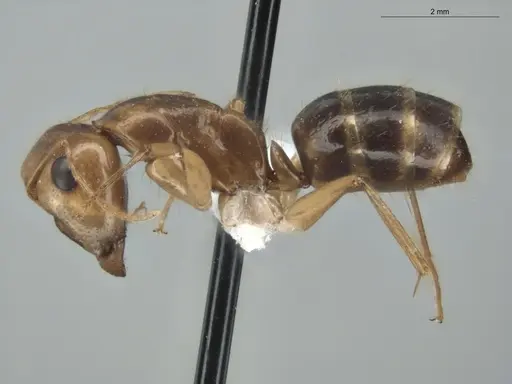 Camponotus coptobregma specimen ECOFOG-MI15-0481-10 image ecofog-mi15-0481-10_3