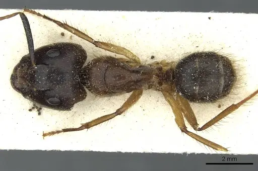 Camponotus cordiceps specimen CASENT0911812 image casent0911812_1
